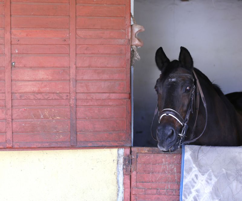 Horse Stall Repair in Wilmington, NC
