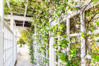 Grape Trellis Installation in Kansas City, KS