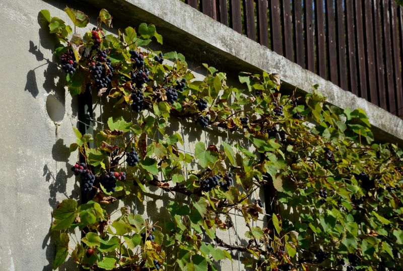 Grape Trellis Installation in Conroe, TX