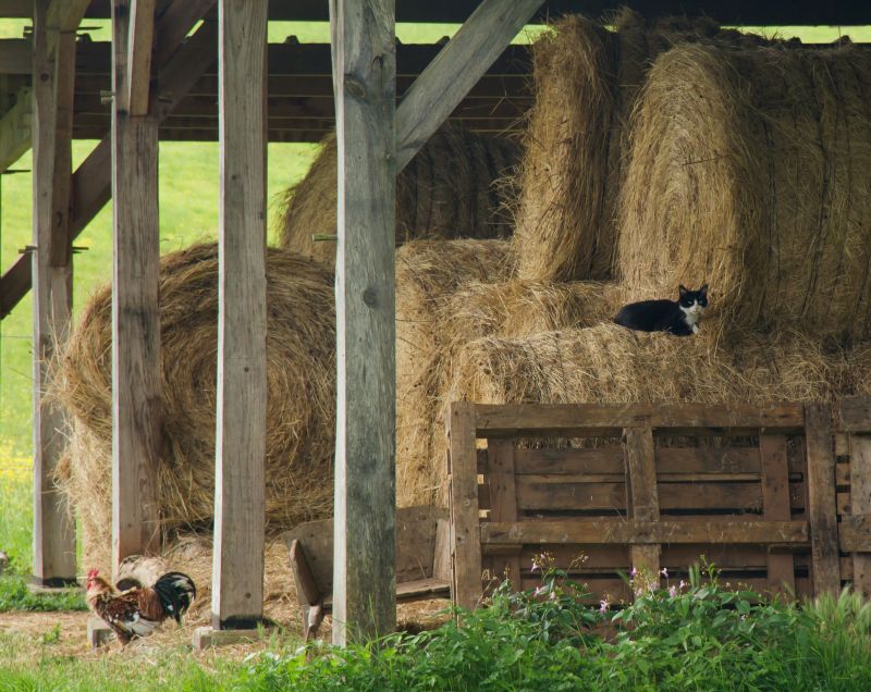 Pole Barn Construction in Conroe, TX