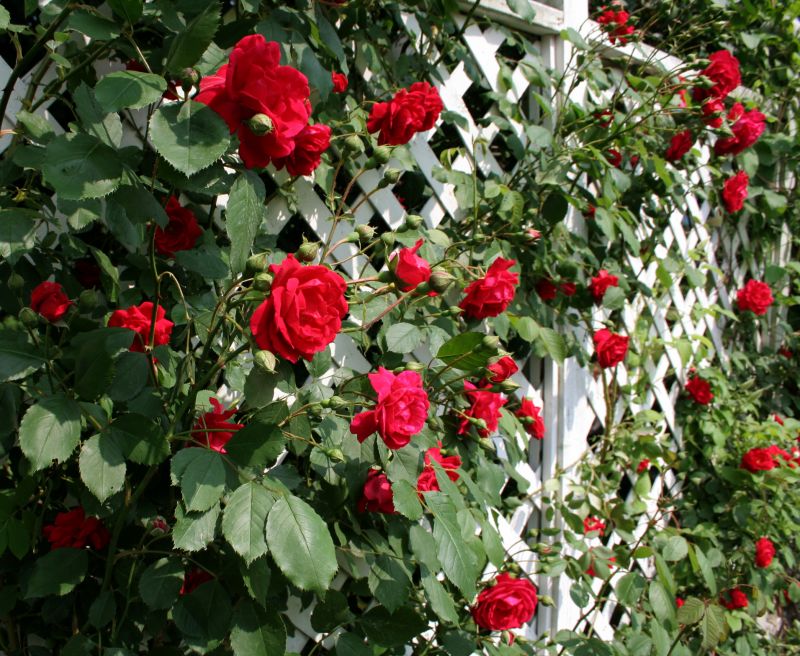 Vineyard Trellis Installation in Wilmington, NC